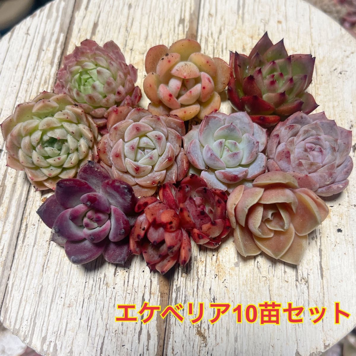 エケベリア 10苗セット 多肉植物|Yahoo!フリマ(旧PayPayフリマ) エケベリア 10苗セット 多肉植物|Yahoo!フリマ(旧PayPayフリマ)