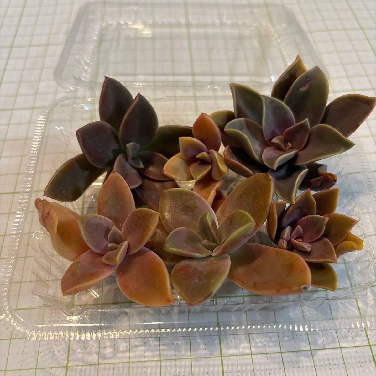 グラプトベリア　初恋　5カット+蒸れ補償1カット（小）　 多肉植物 カット苗 多肉