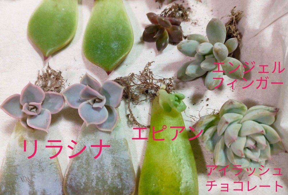 多肉植物　葉挿し　抜き苗　9苗