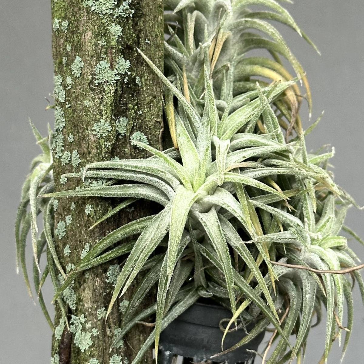 1 Tillandsia ionantha var.vanhyningii / チランジア イオナンタ バンハイニンギー [検索] ティランジア ドラティ キセログラフィカ _画像6