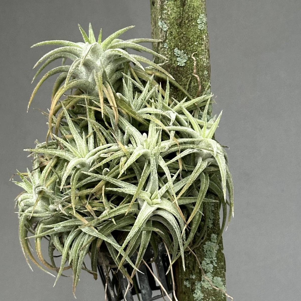 1 Tillandsia ionantha var.vanhyningii / チランジア イオナンタ バンハイニンギー [検索] ティランジア ドラティ キセログラフィカ _画像3