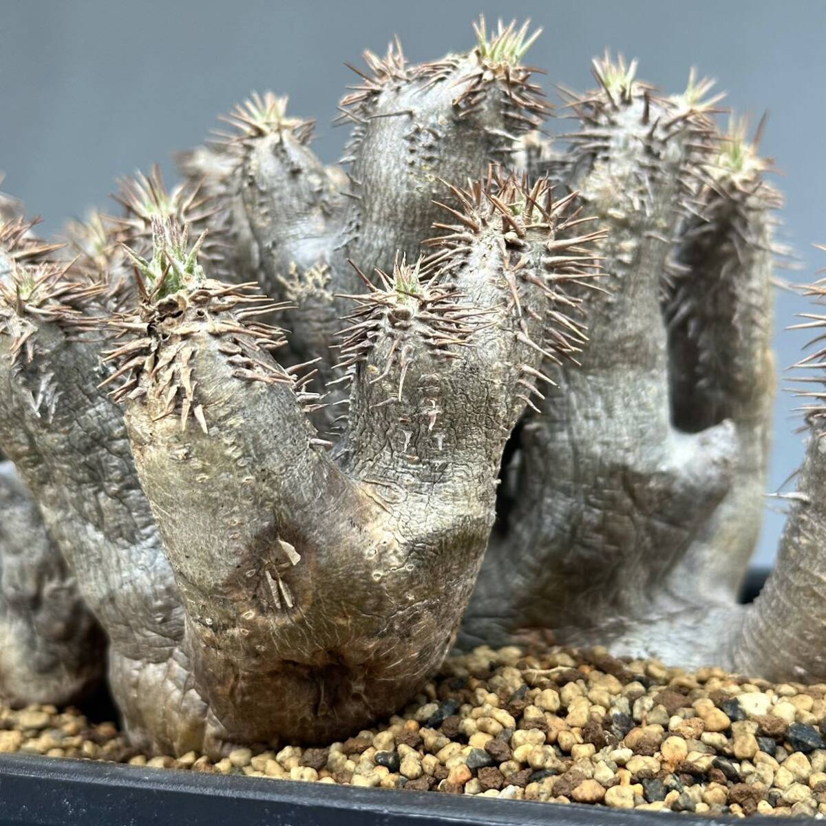 12 Pachypodium densiflorum var. brevicalyx / パキポディウム ブレビカリクス 微発根 [検] グラキリス パキプス イノピナツム マカイ_画像8