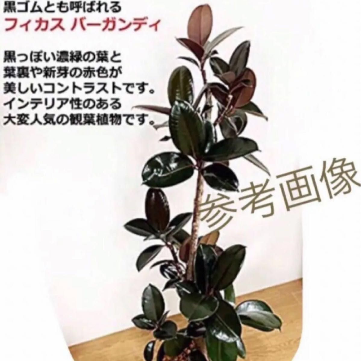 【T7】艶々葉っぱフィカスバーガンディ　大きめ　黒ゴムの木　抜き苗　新芽展開中