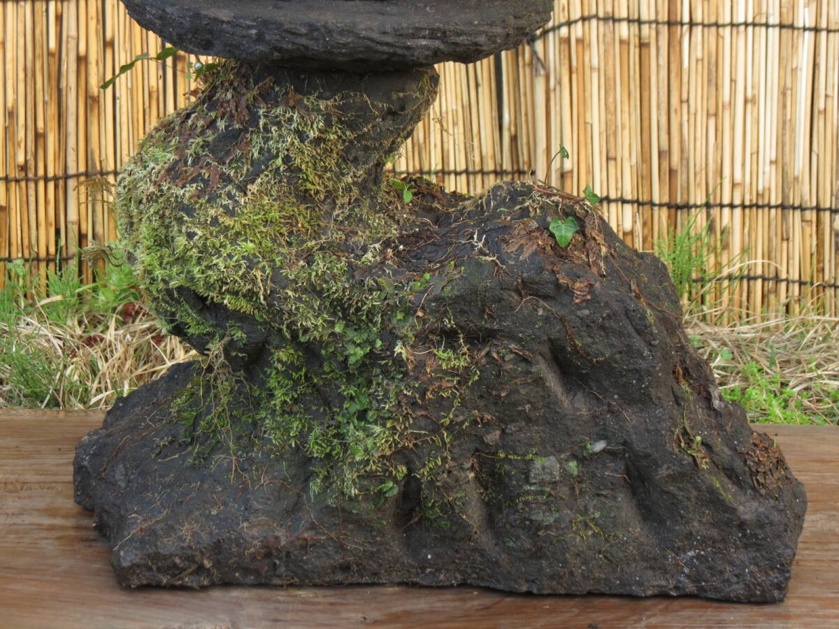  stone light . height 71cm weight 49kg nature tree type Kyushu production natural stone 