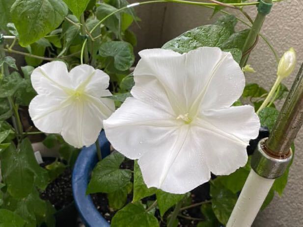 白花夕顔の種子　夜顔　ヨルガオの種　夏から秋の夕方から咲く大きな白い花　ユウガオの種_画像2