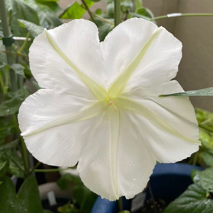 白花夕顔の種子　夜顔　ヨルガオの種　夏から秋の夕方から咲く大きな白い花　ユウガオの種_画像4