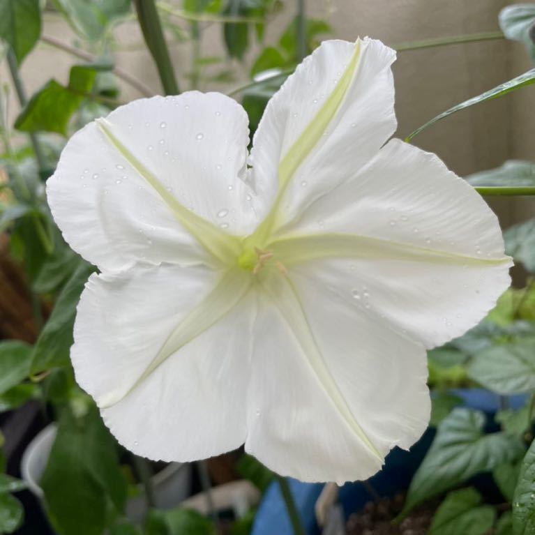 白花夕顔の種子　夜顔　ヨルガオの種　夏から秋の夕方から咲く大きな白い花　ユウガオの種_画像2