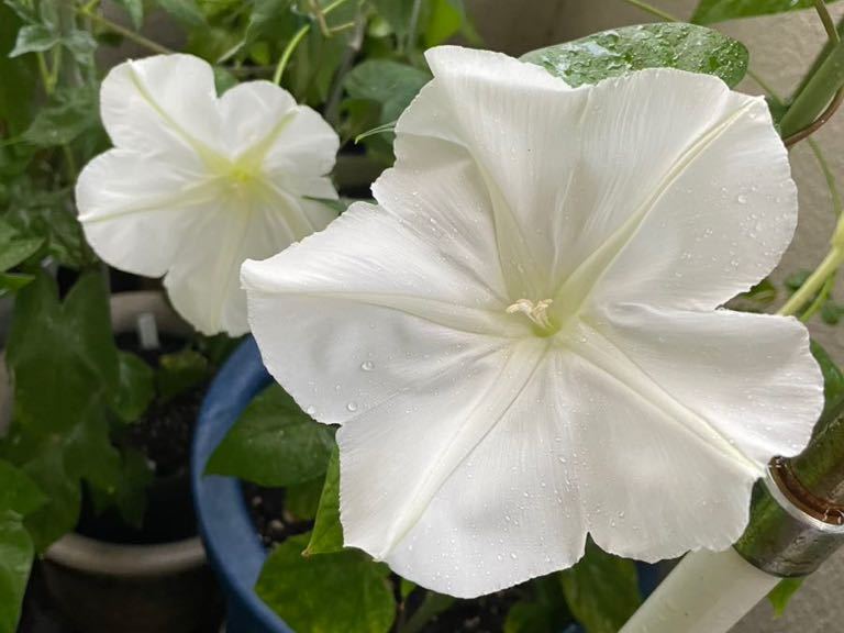 白花夕顔の種子　夜顔　ヨルガオの種　夏から秋の夕方から咲く大きな白い花　ユウガオの種_画像2