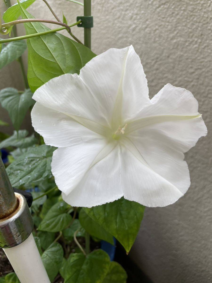 白花夕顔の種子　夜顔　ヨルガオの種　夏から秋の夕方から咲く大きな白い花　ユウガオの種_画像6