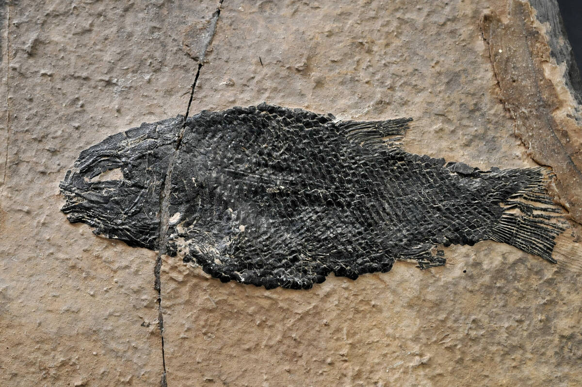 【化石】 古代魚 石板 縦幅：21.5㎝ 横幅：17㎝ 厚み：1.3㎝ 重量：1.2kg ● 2402003-3の画像5