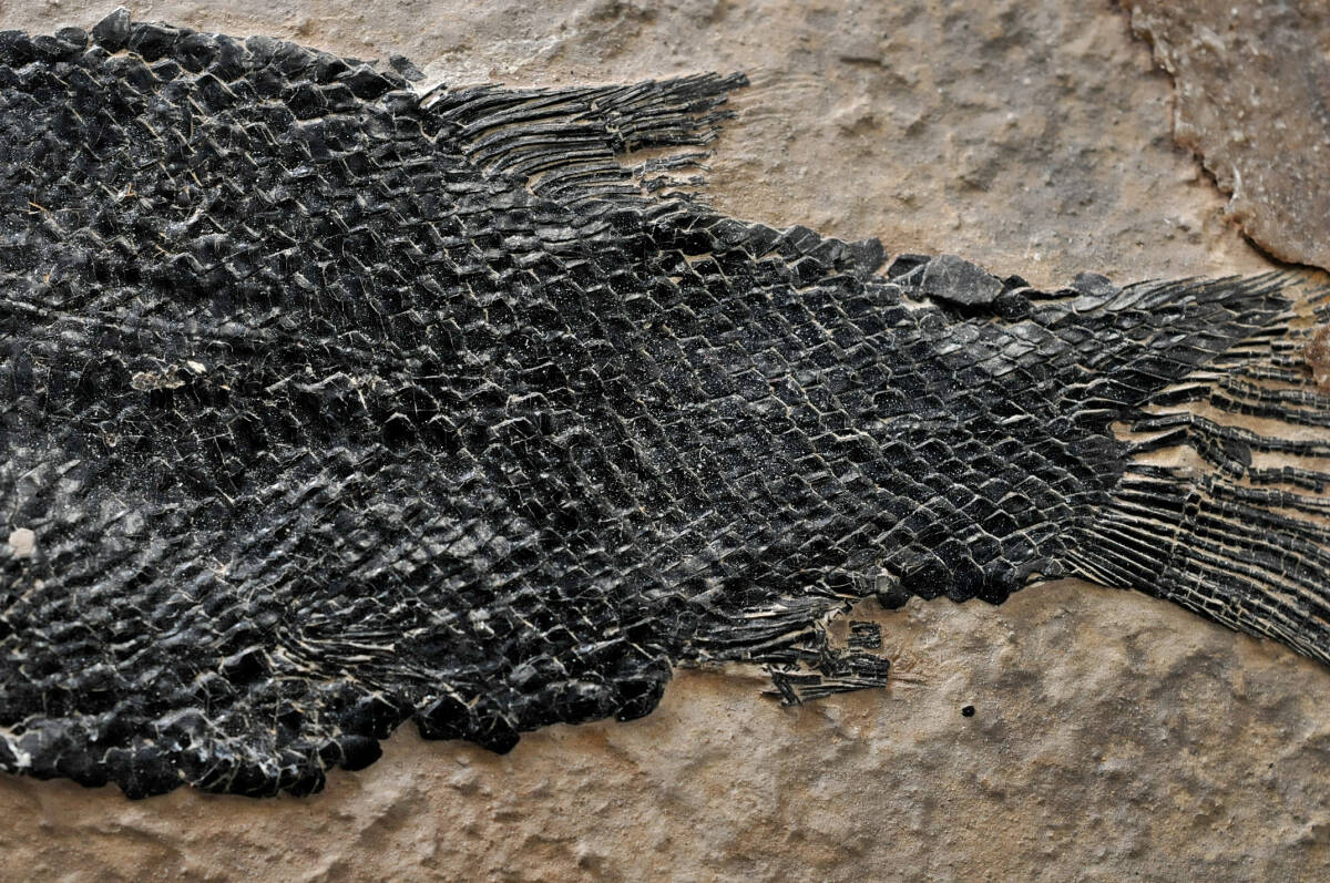 【化石】 古代魚　石板　縦幅：21.5㎝　横幅：17㎝　厚み：1.3㎝　重量：1.2kg　●　2402003-3_画像7