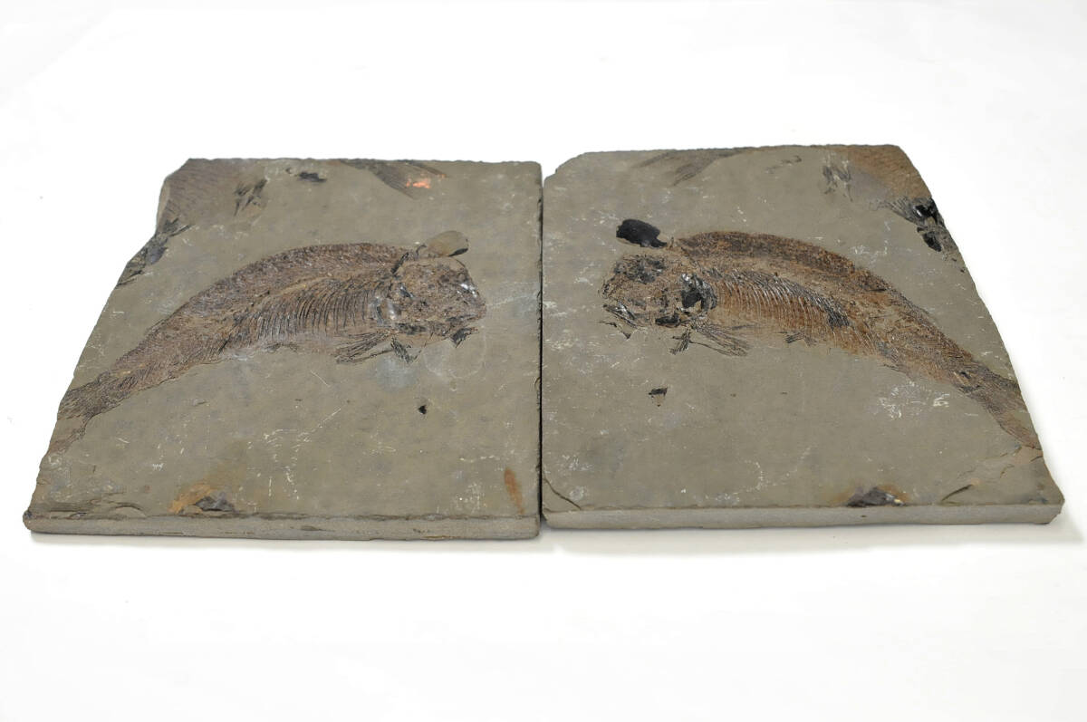 【化石】 魚化石 石板 対 縦幅：10㎝ 横幅：10㎝ 厚み：0.7㎝ 総重量：416g ● 2402003-5の画像3