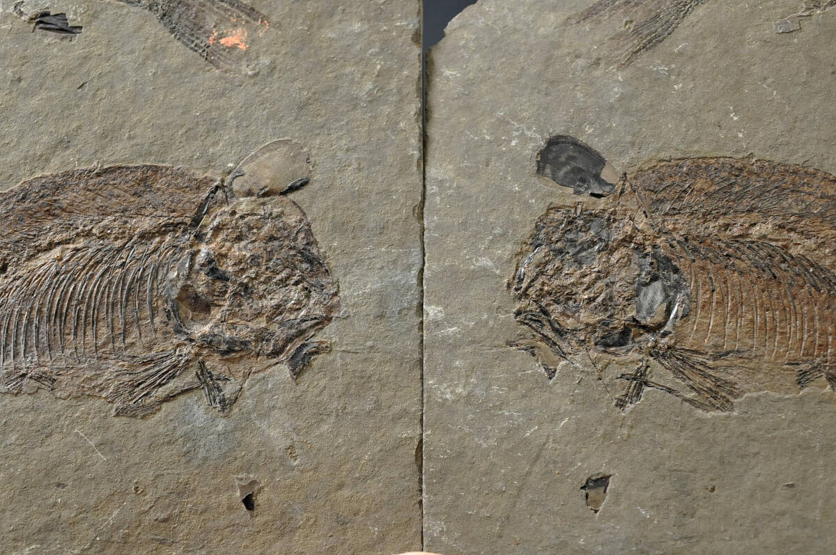 【化石】 魚化石 石板 対 縦幅：10㎝ 横幅：10㎝ 厚み：0.7㎝ 総重量：416g ● 2402003-5の画像4