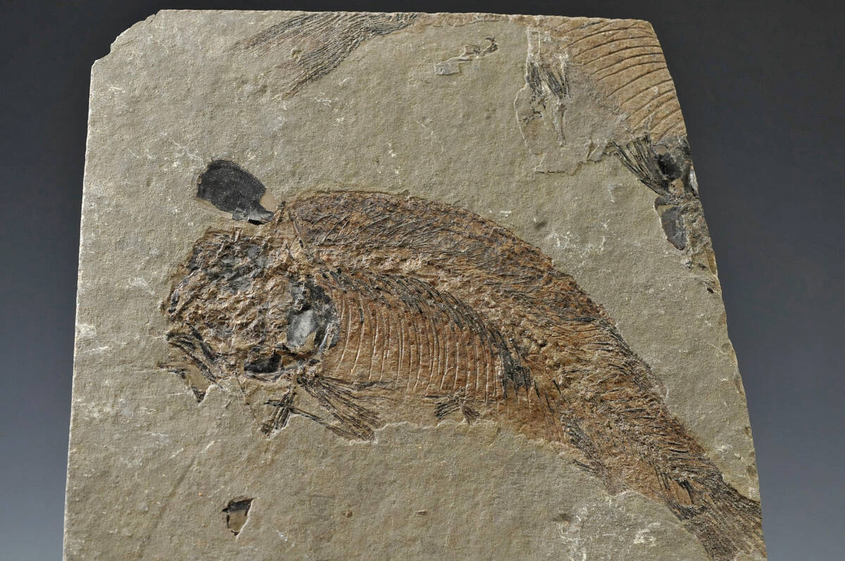 【化石】 魚化石 石板 対 縦幅：10㎝ 横幅：10㎝ 厚み：0.7㎝ 総重量：416g ● 2402003-5の画像7