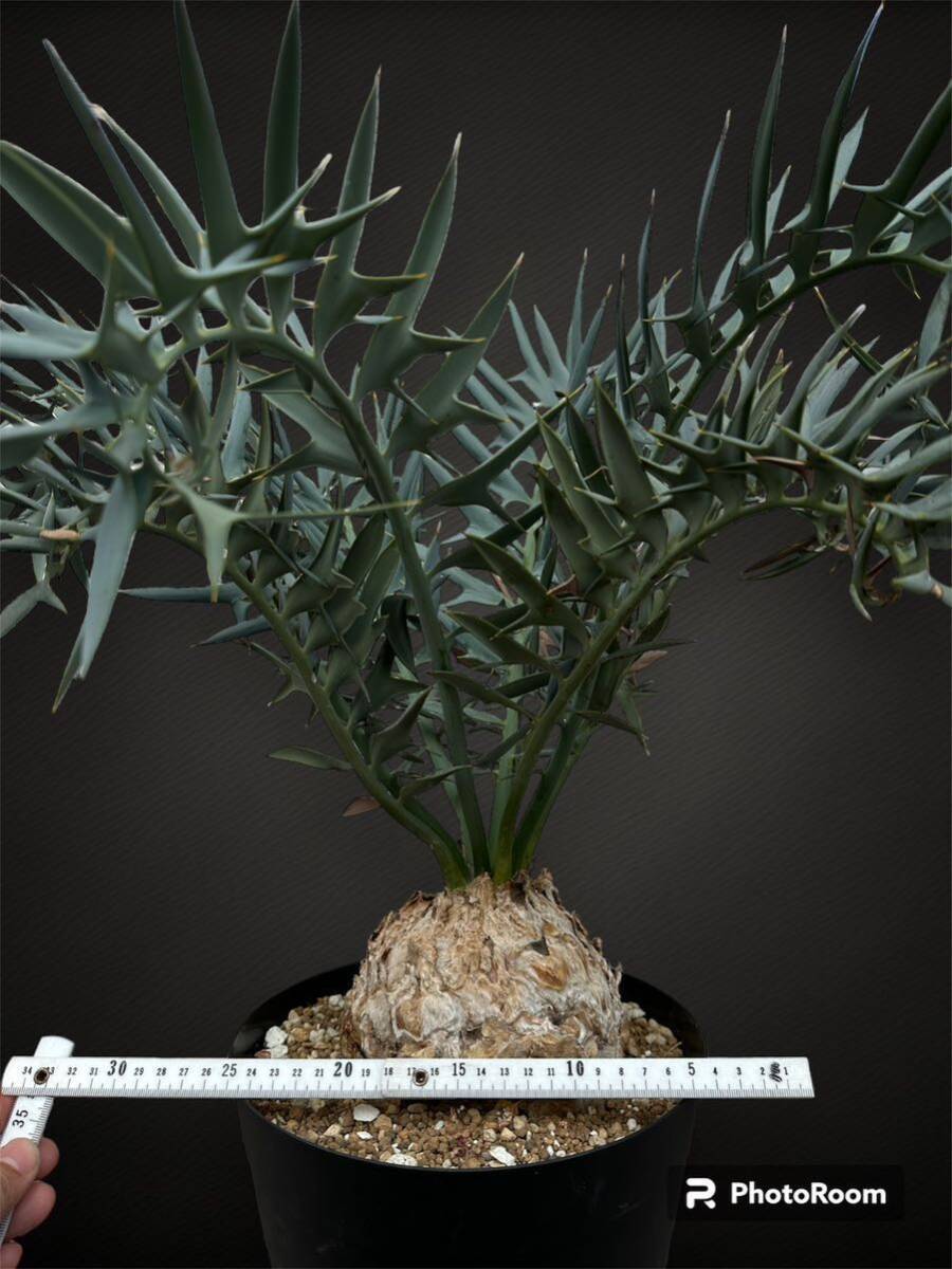 ★エンセファラルトス ホリダス★発根済み★南アフリカ原産 大型15cm 超美株 Horridus Encepharaltos 国内フラッシュ ドワーフ アガベの画像6