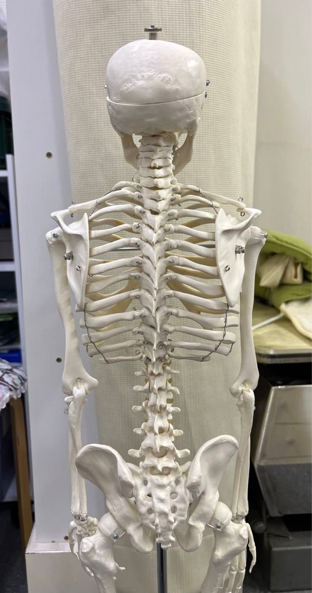 人体模型 骸骨 ガイコツ 約85cm 