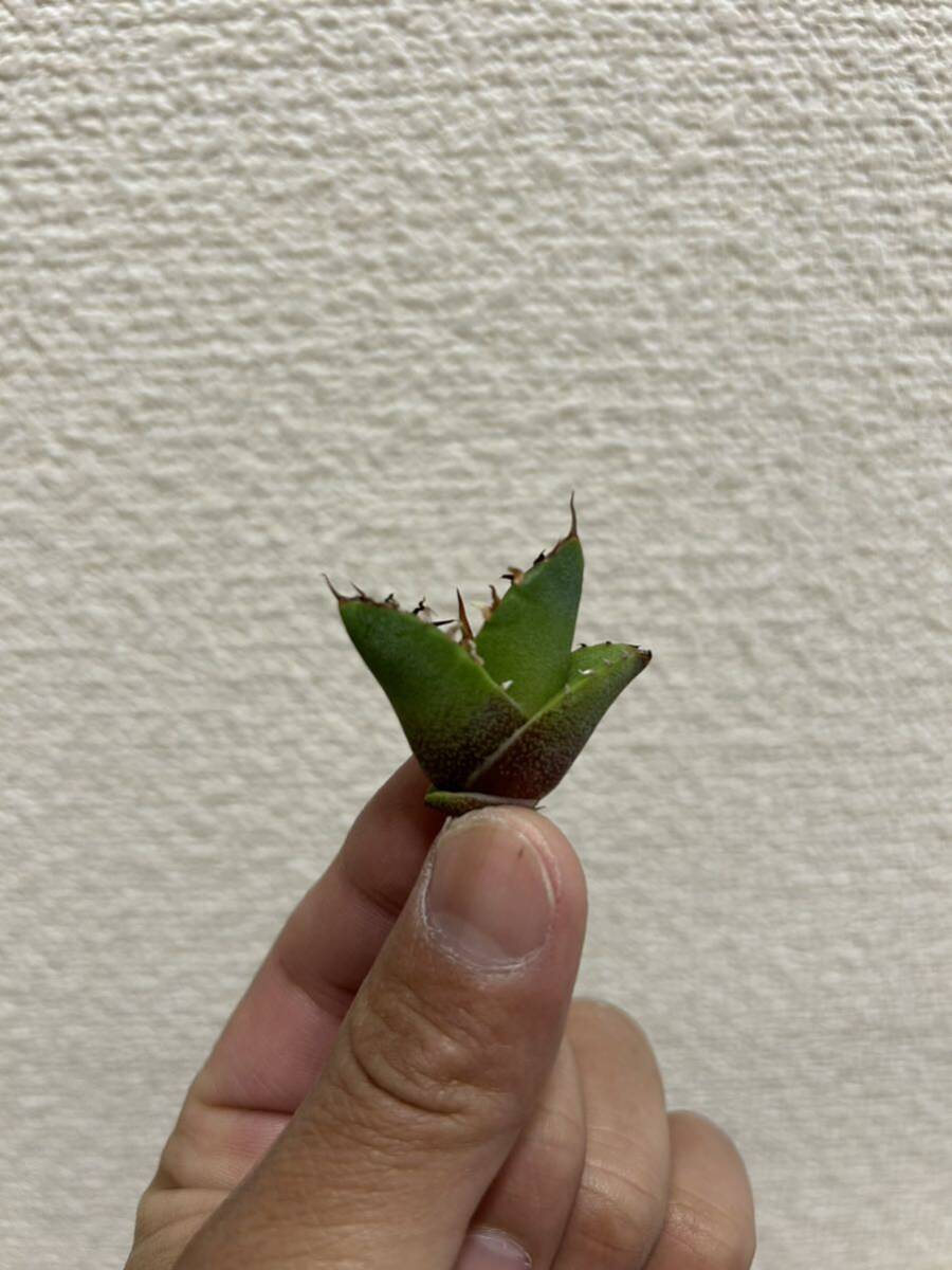 アガベ チタノタ agave titanota Juggernaut ×Fo076 ハイブリッドの画像4