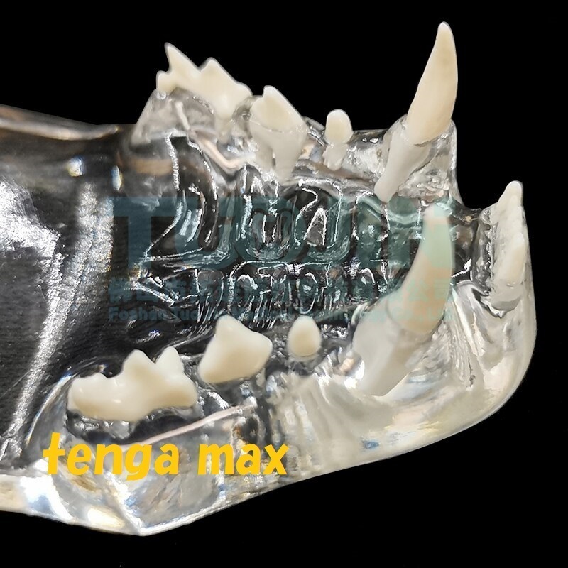 特売 完成品 模型 ▲ 猫 歯 模型 樹脂 透明 クリスタル 犬 歯並びモデル ▲ 歯モデル 歯科 歯モデル 動物 樹脂 歯の教育 病院 620_画像8