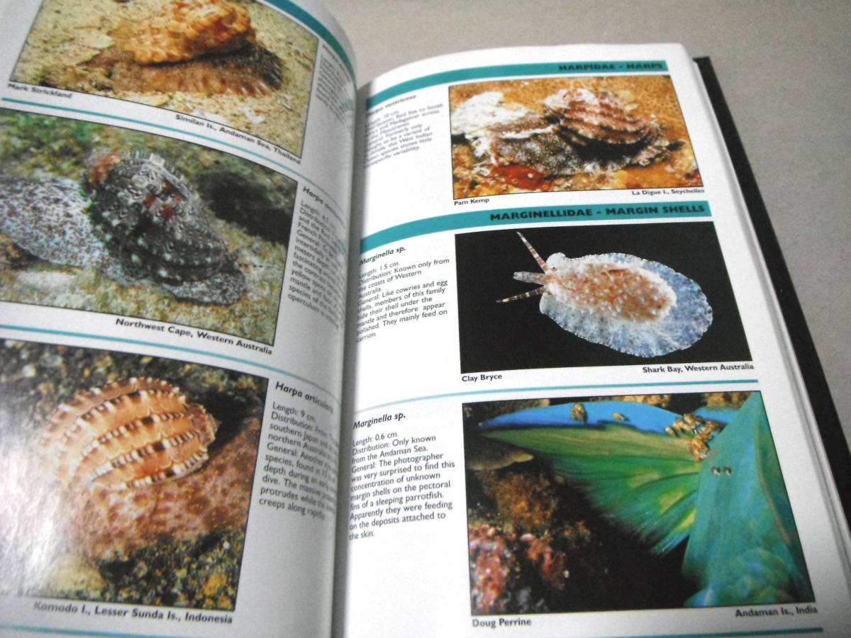 洋書(ウミウシと巻貝 インド洋から太平洋)「NUDIBRANCHS AND SEA SNAILS」_画像4