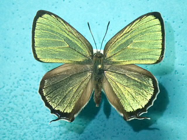  местного производства бабочка образец сверло sima зеленый корбикула A-2pair Shizuoka префектура * Shizuoka город * Aoi-ku производство 
