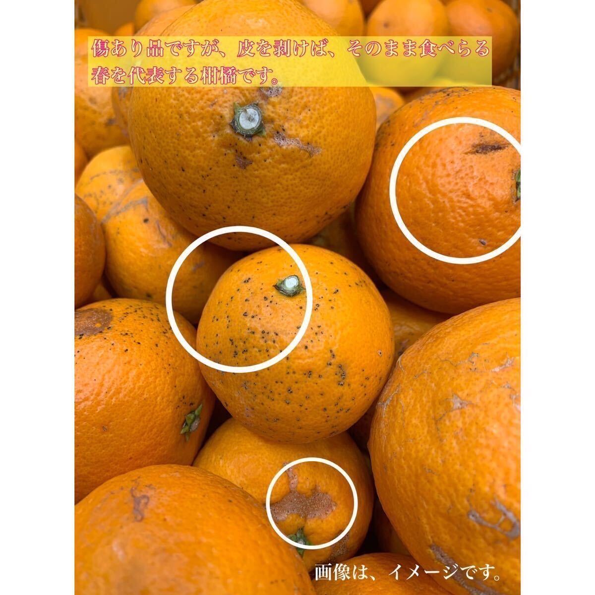 和歌山県　清見　オレンジ　フルーツ　家庭用　b品　セール　早い者勝ち　柑橘 _画像3