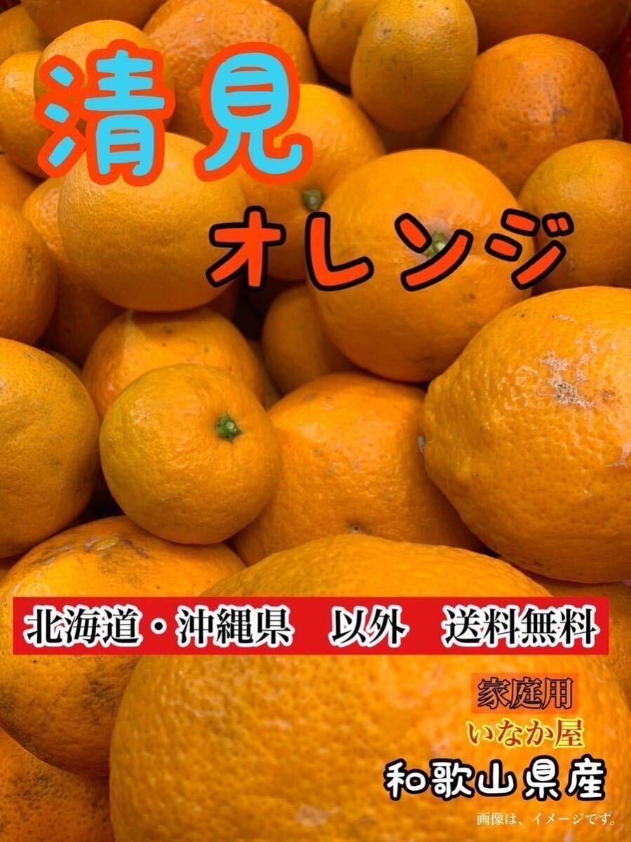 和歌山県 清見 オレンジ フルーツ 家庭用 b品 セール 早い者勝ち 柑橘 の画像1