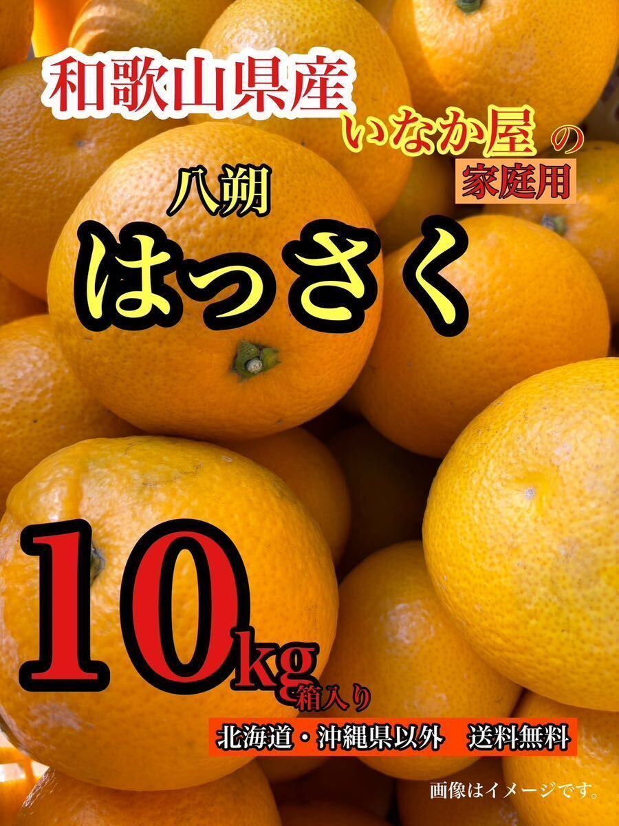残り少し 和歌山県産 八朔 はっさく 柑橘 フルーツ みかん 家庭用 早い者勝ちの画像1