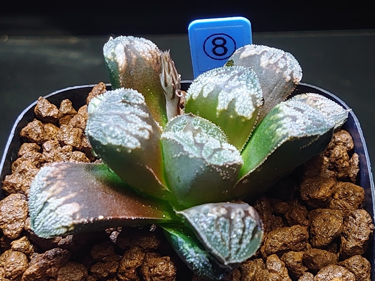 ハオルチア☆♀シルバニアボールKN−1x♂Q-Tip☆Haworthia_画像2