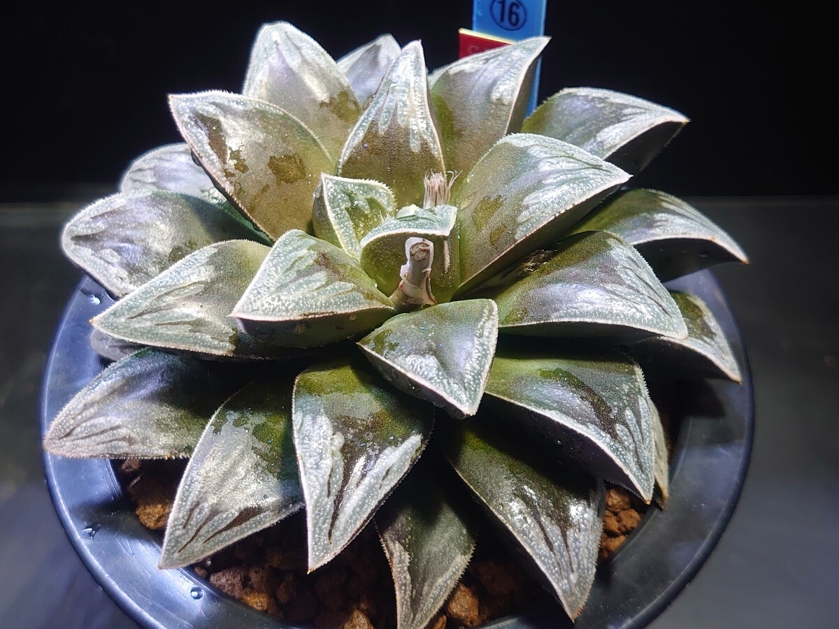 ハオルチア☆ピエロxプラチナスター☆Haworthia_画像1