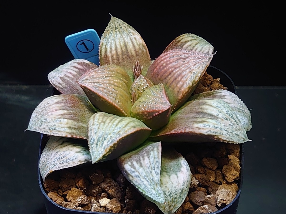 ハオルチア☆Jennyジェニー☆Haworthia_画像2