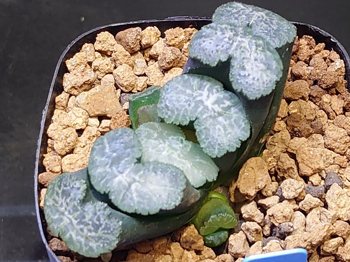 ハオルチア☆太白線美窓クラサST-10☆Haworthia_画像4