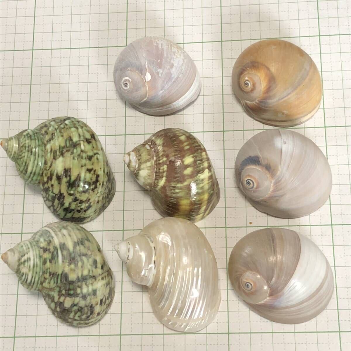 オカヤドカリ宿貝向け 巻貝９個（多分ミドリサザエ磨きｘ２、キングチサザエ磨き、リュウテンサザエ、ツメタガイｘ４）貝殻、巻き貝の画像1