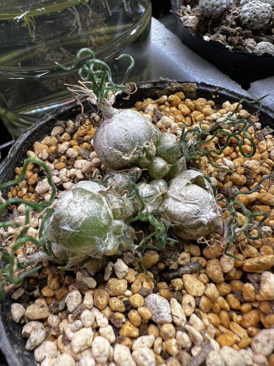 Ornithogalum Tortuosum オーニソガラム トルツオスム 抜き苗 ケープバルブ 塊根植物 多肉植物の画像2
