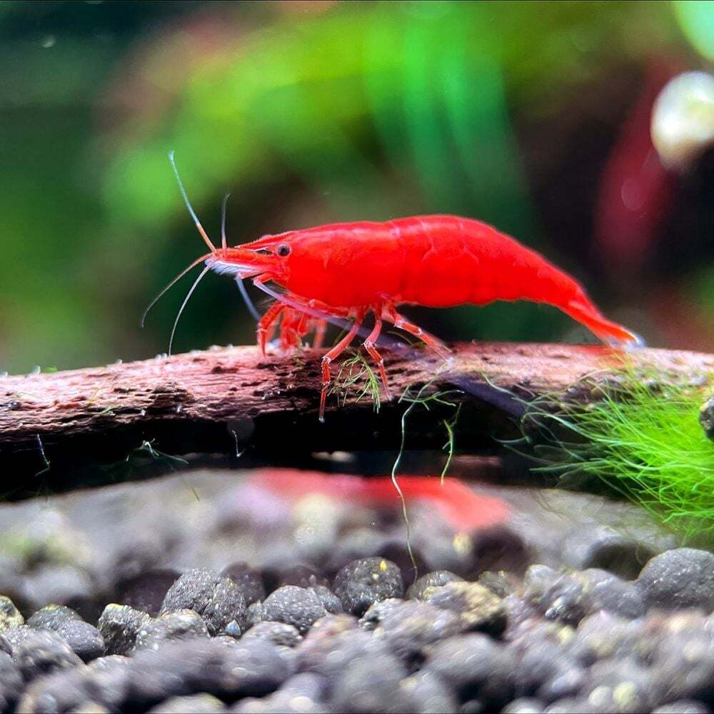  fire - shrimp 50 pcs 