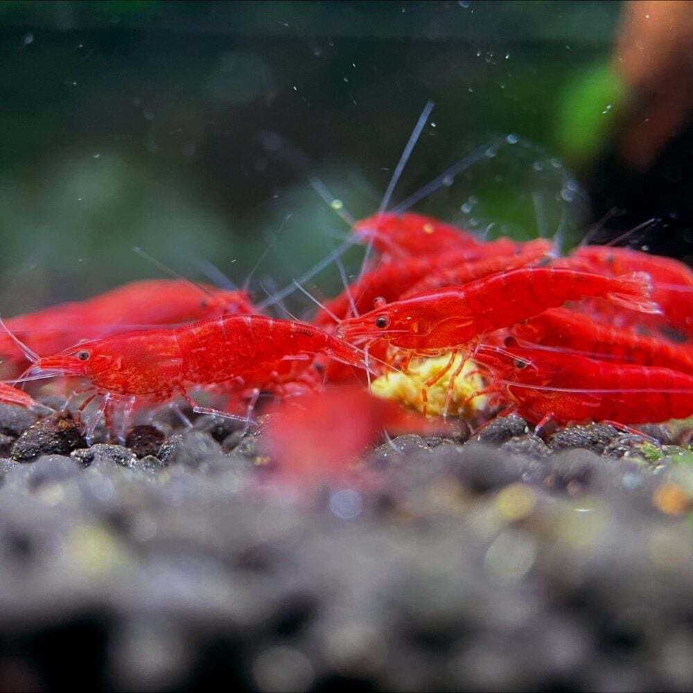  fire - shrimp 10 pcs 