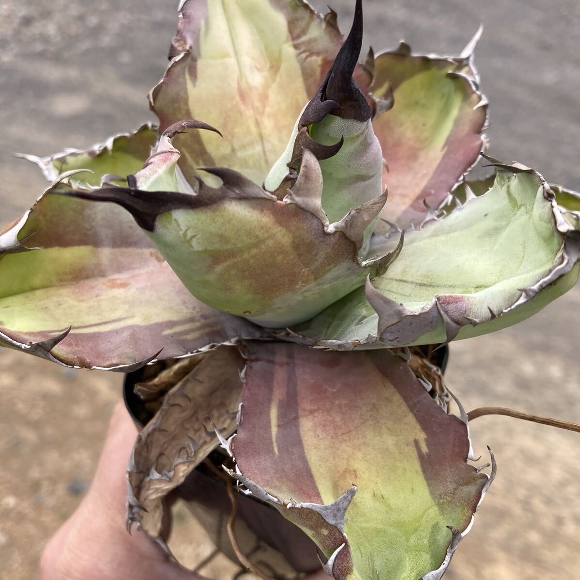 σ アガベ チタノタ ブルーボール錦 ＜中斑＞ 2.5号 Agave titanota Blue Ball variegata 多肉植物 サボテン ブルーボール中錦 BB錦の画像1