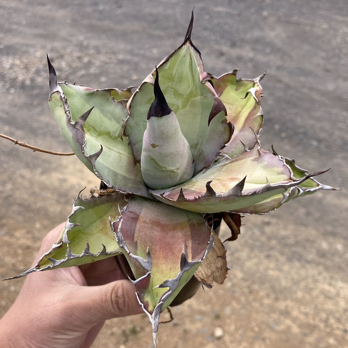 σ アガベ チタノタ ブルーボール錦 ＜中斑＞ 2.5号 Agave titanota Blue Ball variegata 多肉植物 サボテン ブルーボール中錦 BB錦の画像2