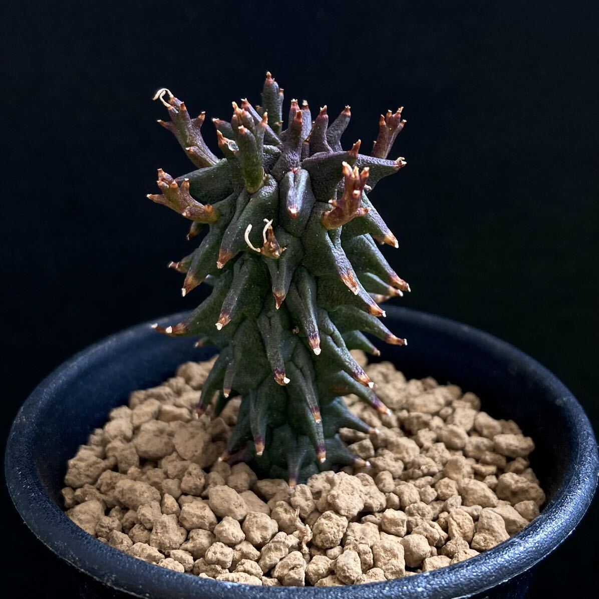 σ ユーフォルビア ファシクラータ 歓喜天 実生 2.5号(極珍品) Euphorbia fasciculata 多肉植物 サボテン パキポディウム コピアポア ._画像6