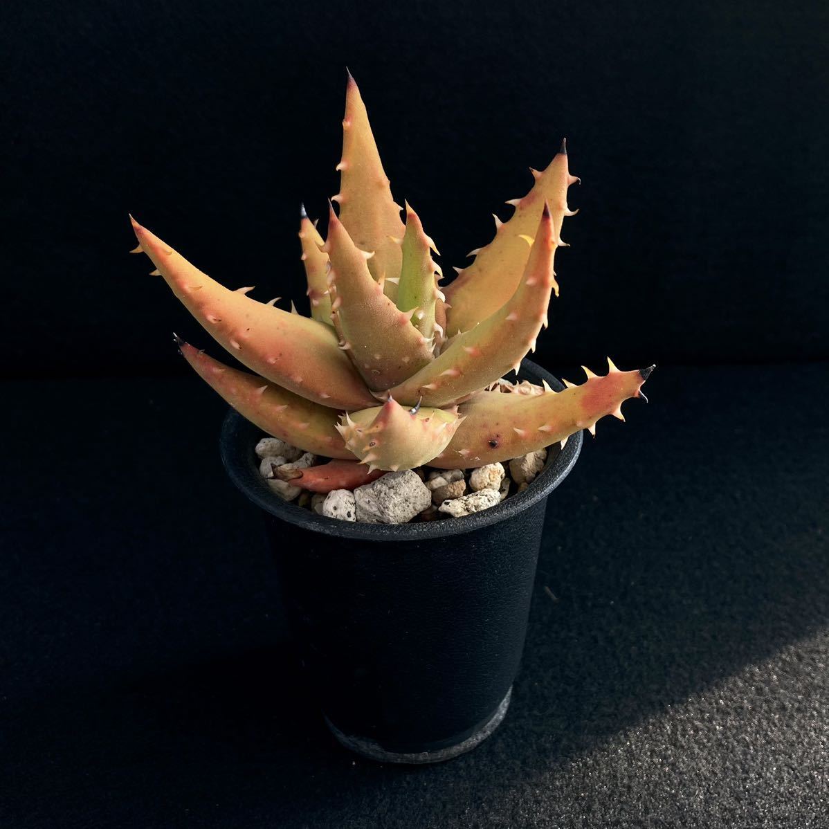 σ アロエ メラナカンサ (唐錦) 実生選抜 2.5号 Aloe melanacantha 多肉植物 サボテン ユーフォルビア コピアポア ハオルチア_画像5