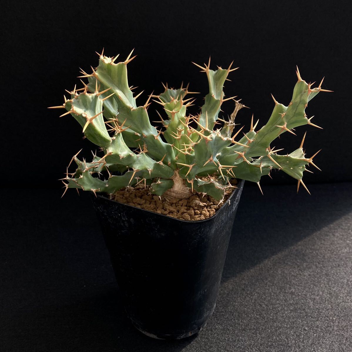 σ ユーフォルビア クラビゲラ 実生 3.5号 Euphorbia clavigera 多肉植物 サボテン パキポディウム コピアポア ホリダ オベサ_画像4