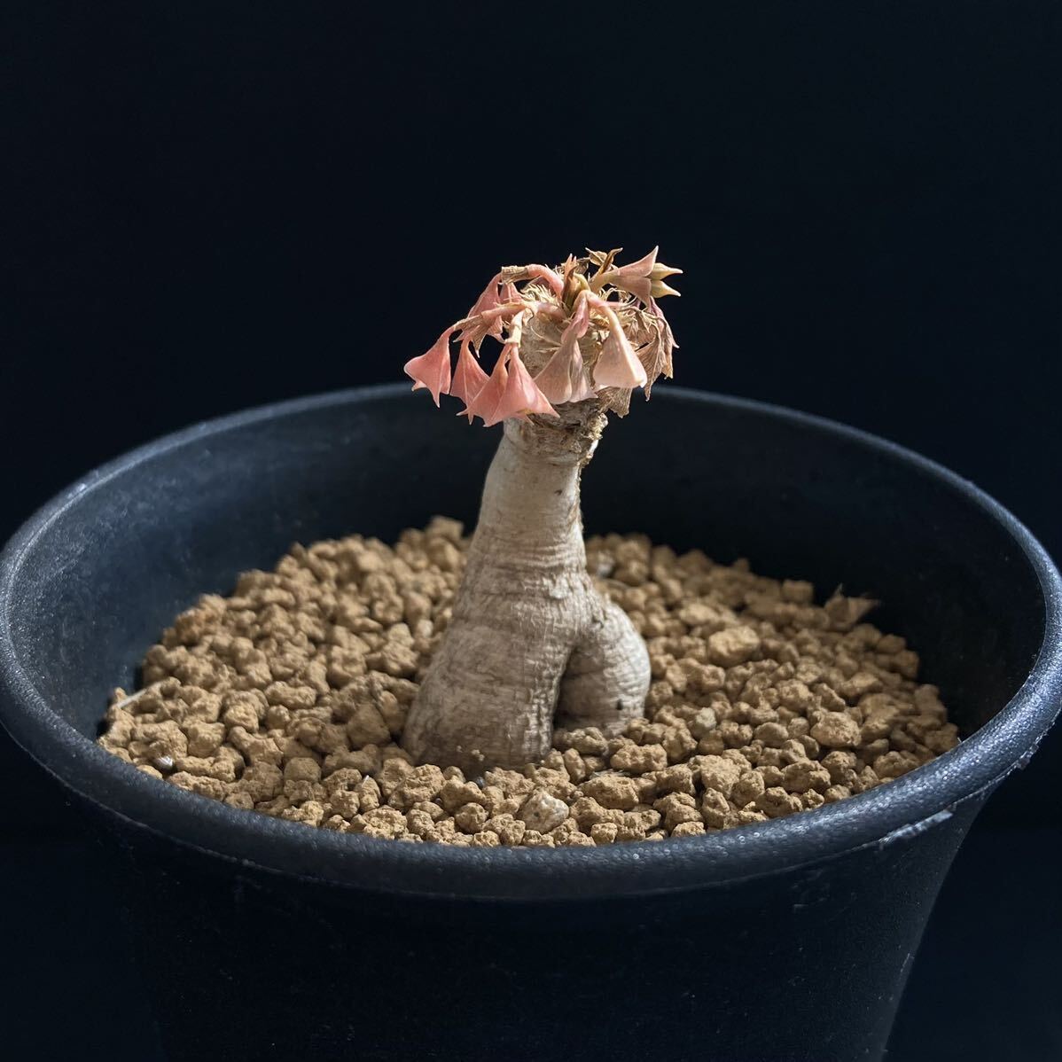 σ ユーフォルビア ラバティー 実生 3号 Euphorbia labatii 多肉植物 サボテン パキポディウム コピアポア オベサ ホリダ_画像4