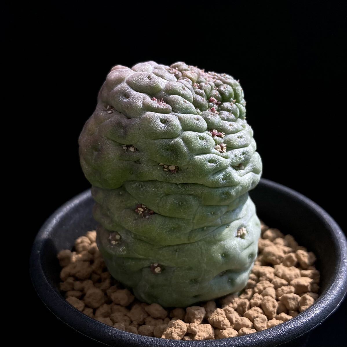 σ ラリレアキア カクティフォルメ 仏頭玉 2.5号 Larryleachia cactiformis 多肉植物 サボテン ガガイモ ユーフォルビア コピアポア_画像5