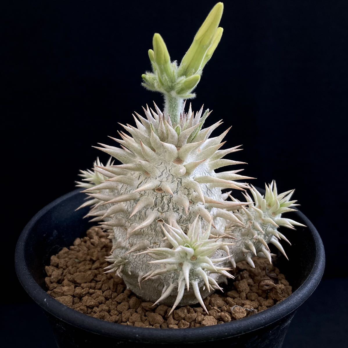 σ パキポディウム 白花 エブレネウム 実生 3号分岐株 Pachypodium eburneum 多肉植物 サボテン グラキリス ユーフォルビア コピアポアの画像5