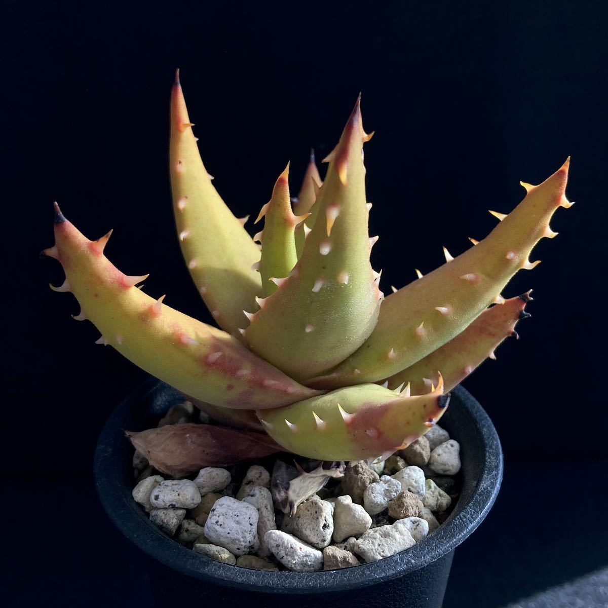 σ アロエ メラナカンサ (唐錦) 実生選抜 2.5号 Aloe melanacantha 多肉植物 サボテン ユーフォルビア コピアポア ハオルチア_画像3