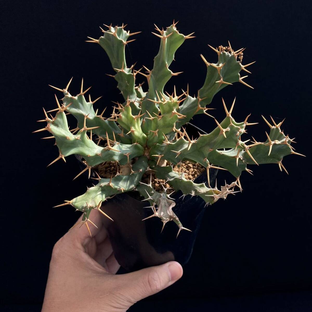 σ ユーフォルビア クラビゲラ 実生 3.5号 Euphorbia clavigera 多肉植物 サボテン パキポディウム コピアポア ホリダ オベサ_画像8