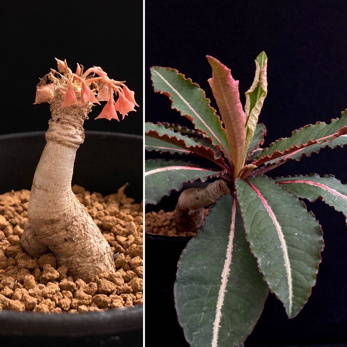 σ ユーフォルビア ラバティー 実生 3号 Euphorbia labatii 多肉植物 サボテン パキポディウム コピアポア オベサ ホリダ_左:出品株 / 右:参考画像