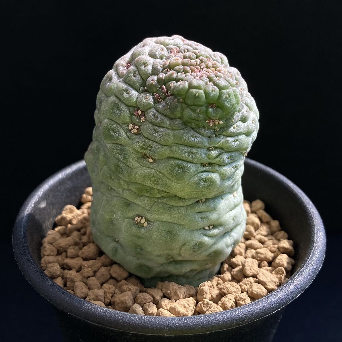 σ ラリレアキア カクティフォルメ 仏頭玉 2.5号 Larryleachia cactiformis 多肉植物 サボテン ガガイモ ユーフォルビア コピアポア_画像7