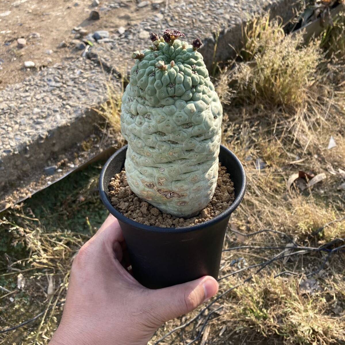 σ ラリレアキア カクティフォルメ 仏頭玉 2.5号 Larryleachia cactiformis 多肉植物 サボテン ガガイモ ユーフォルビア コピアポア_参考画像(3.5号大株)