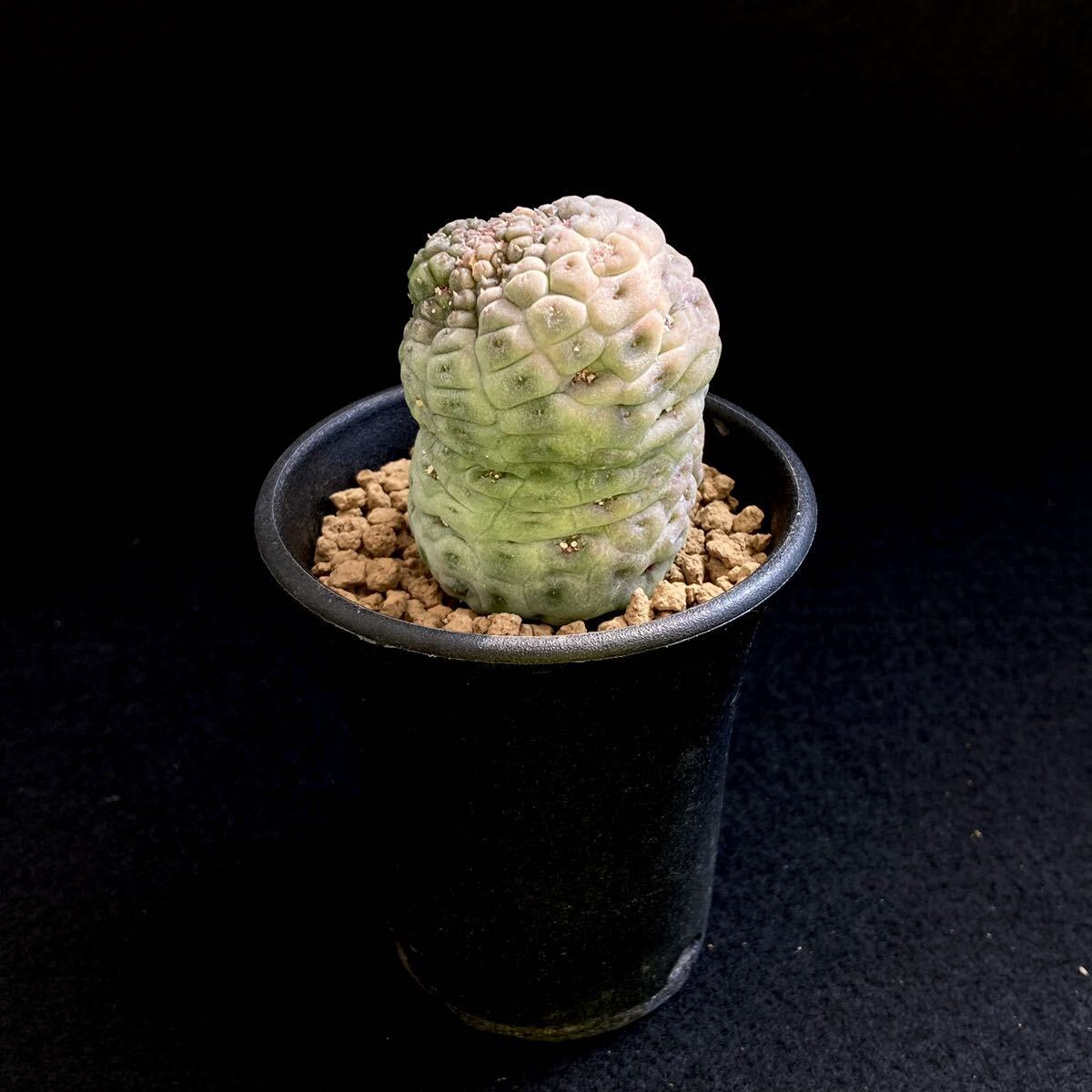 σ ラリレアキア カクティフォルメ 仏頭玉 2.5号 Larryleachia cactiformis 多肉植物 サボテン ガガイモ ユーフォルビア コピアポア_画像3