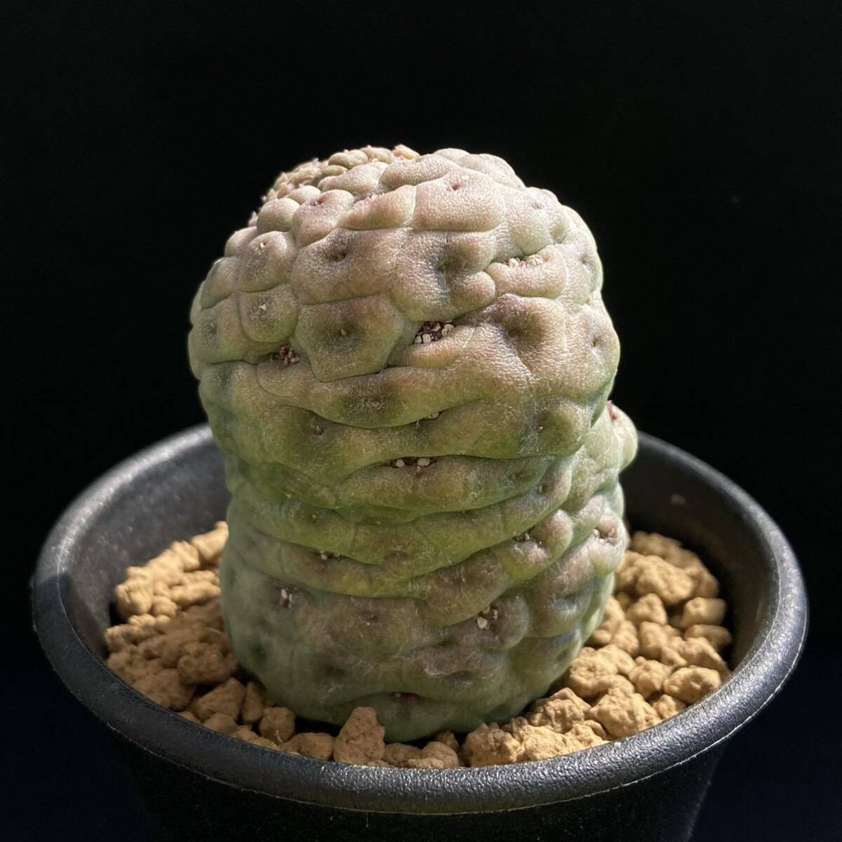 σ ラリレアキア カクティフォルメ 仏頭玉 2.5号 Larryleachia cactiformis 多肉植物 サボテン ガガイモ ユーフォルビア コピアポア_画像6